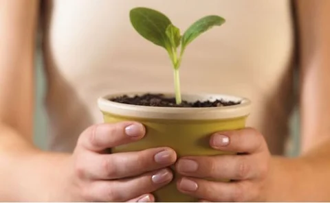 seedling growing in pot 