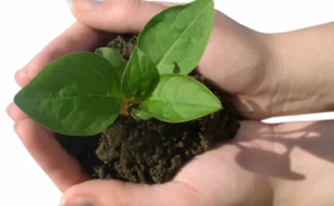 Green shoots in the palm of the hand